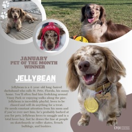 ๐ฃMeet January's pet of the month winner, Jellybean!๐๐Congrats to this adorable dachshund! ๐ฅ
๐ฑ727.274.1077
๐ป 1701central.com
โข
โข
โข
#stpete #727living #stpetersburgfl #ilovetheburg #ilovestpete #apartmentliving #youshouldbehere #floridaliving #gscapartments #gscliving #January #PetoftheMonth #Jellybean #duchshund #Winner Instagram post from @1701central on January 04, 2024 10:17:30am