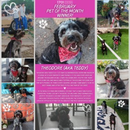 ๐ฃMeet February's pet of the month winner, Teddy!๐๐Congrats to this adorable Pup! ๐ฅ๐
๐ฑ727.274.1077
๐ป 1701central.com
โข
โข
โข
#stpete #727living #stpetersburgfl #ilovetheburg #ilovestpete #apartmentliving #youshouldbehere #floridaliving #gscapartments #gscliving #January #PetoftheMonth #Teddy #February #Winner Instagram post from @1701central on February 08, 2024 09:36:57am